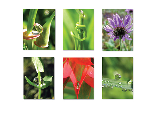 The Poetry of Nature I Greeting Card Collection by The Poetry of Nature